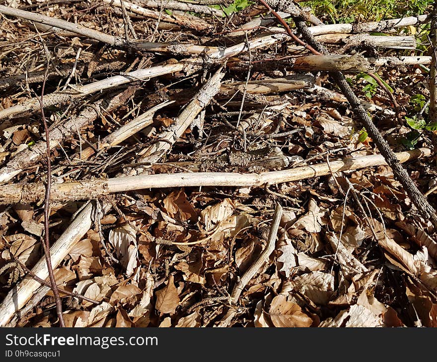 Brown, Wood, Twig, Groundcover, Grass, Terrestrial plant