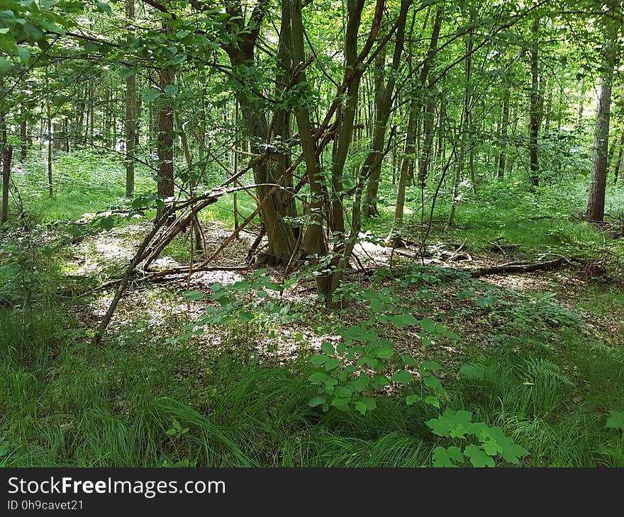 Plant, Tree, Terrestrial plant, Natural landscape, Trunk, Biome