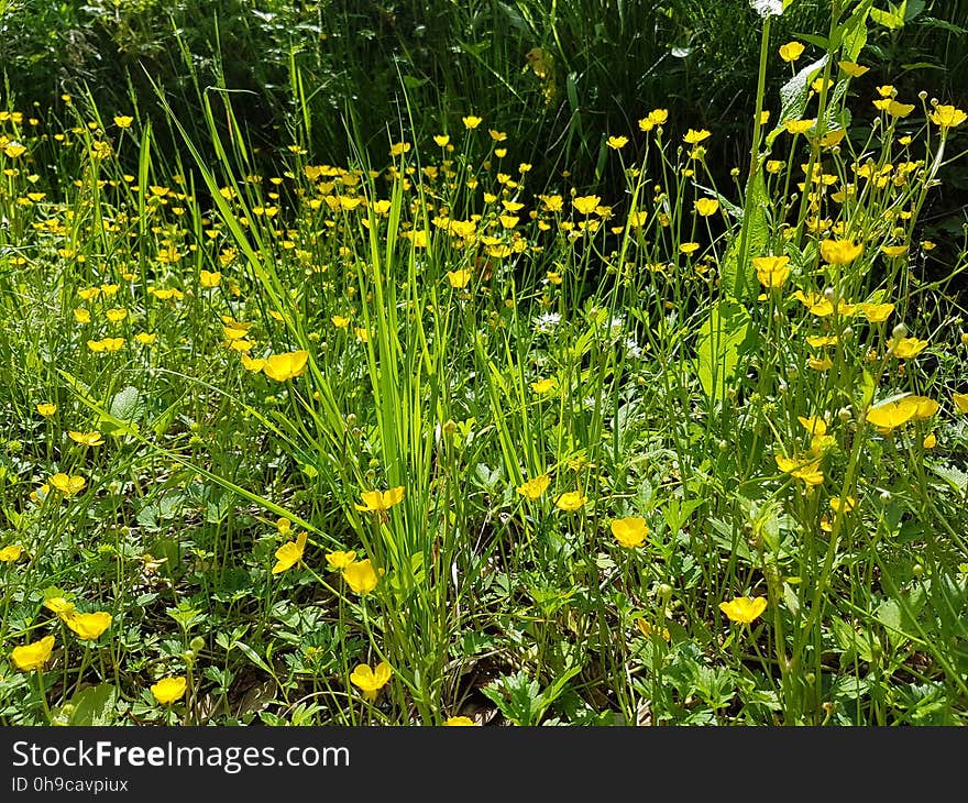 Flower, Plant, Grass, Herbaceous plant, Natural landscape, Meadow