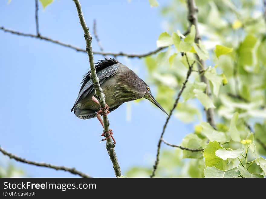 Oiseau &#x28;Héron Vert&#x29; 1121