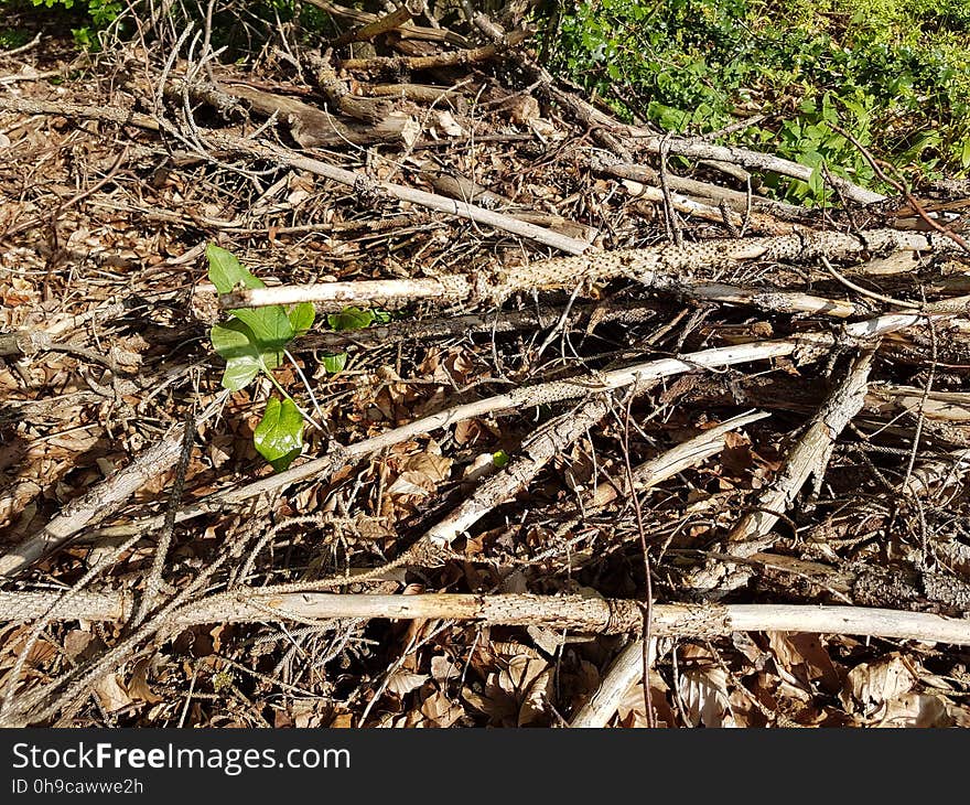 Botany, Wood, Grass, Twig, Terrestrial plant, Groundcover