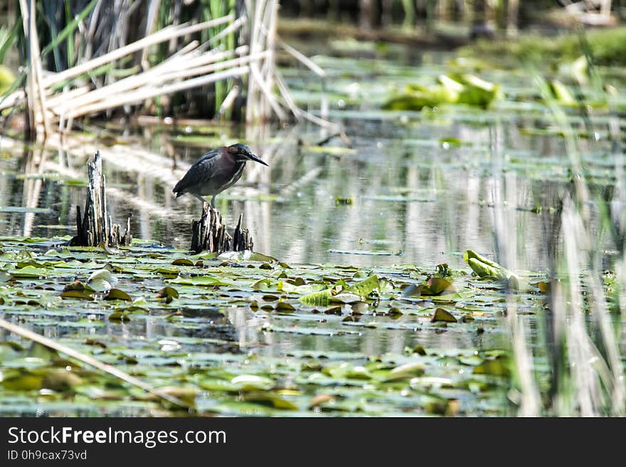 Oiseau &#x28;Héron Vert&#x29; 1138