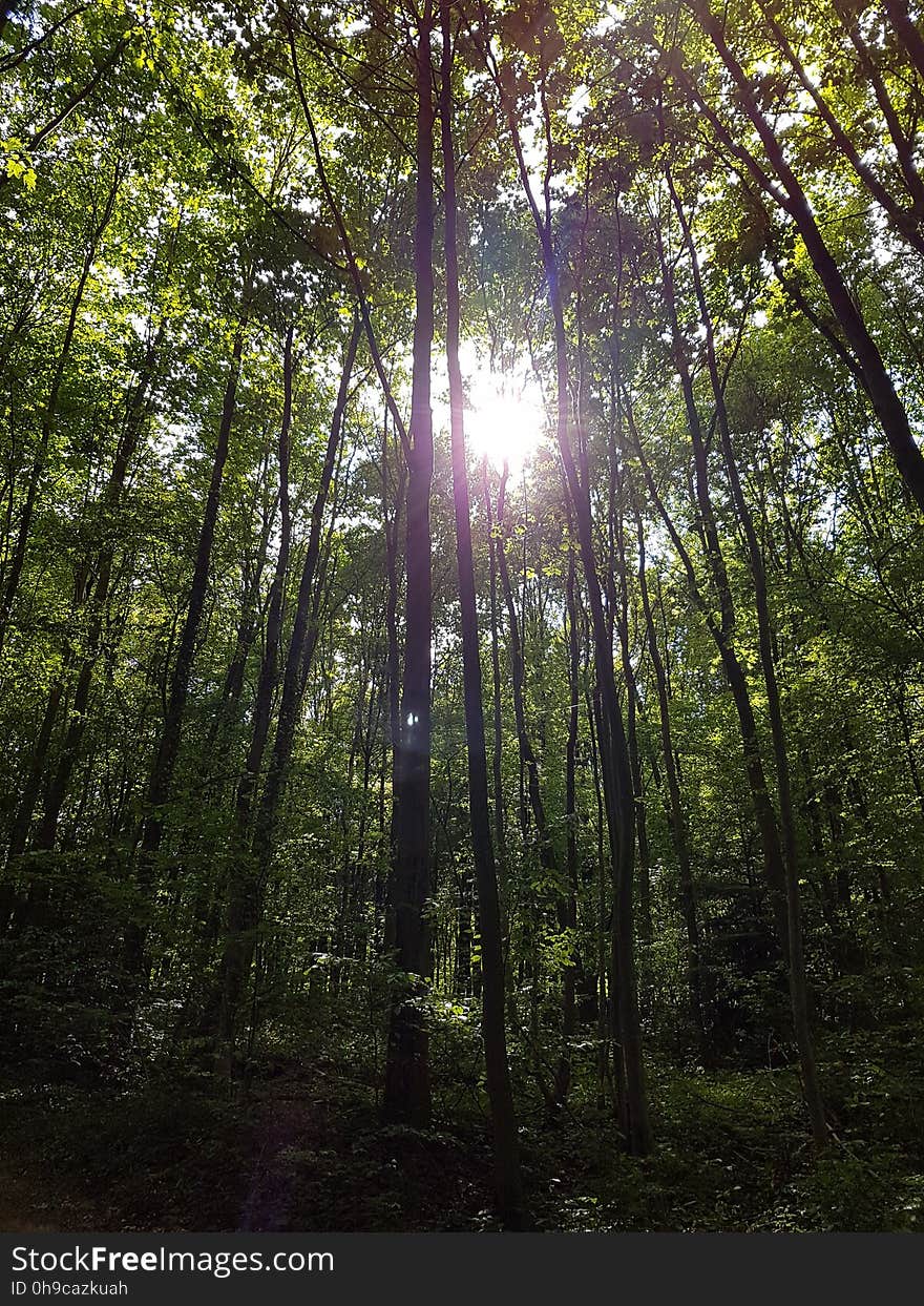 Plant, Tree, Natural landscape, Branch, Wood, Terrestrial plant