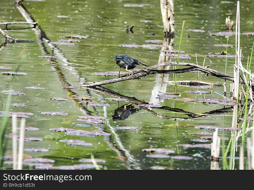 Oiseau &#x28;Héron Vert&#x29; 1099