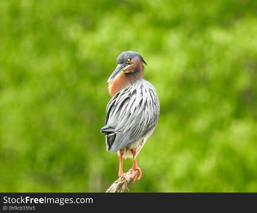 Oiseau &#x28;HÃ©ron Vert&#x29; 1135