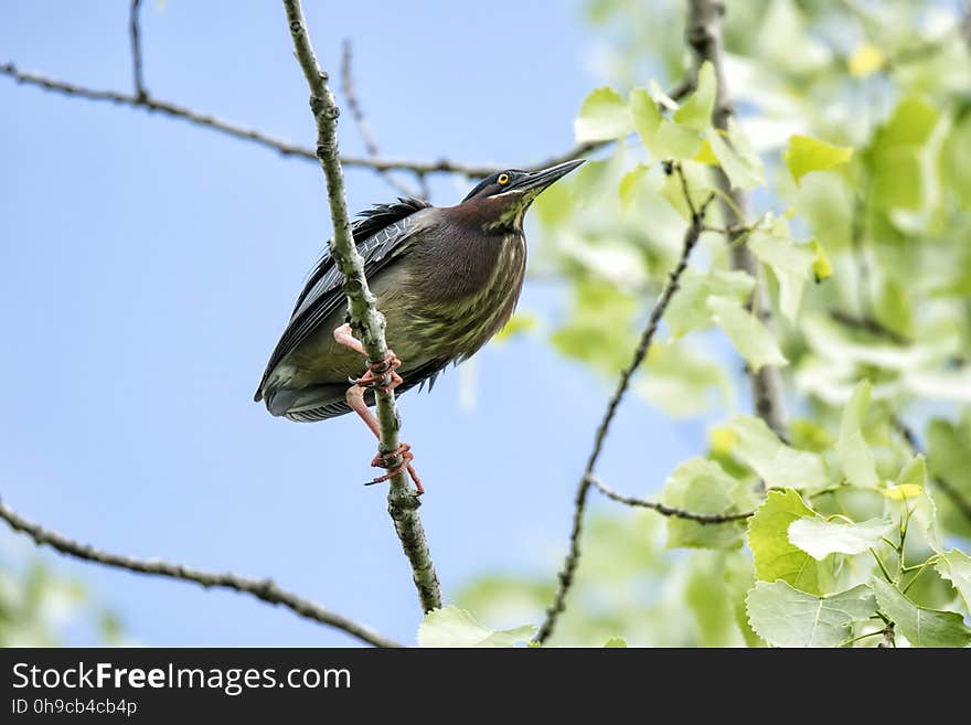 Oiseau &#x28;HÃ©ron Vert&#x29; 1120