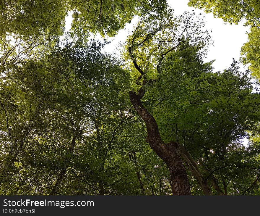 Sky, Ecoregion, Natural landscape, Tree, Shade, Twig