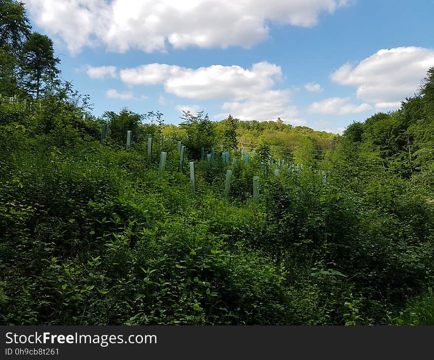 Cloud, Sky, Plant, Natural landscape, Terrestrial plant, Tree