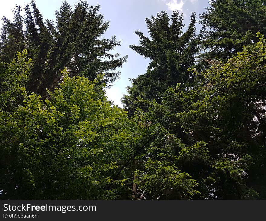 Cloud, Sky, Natural landscape, Larch, Plant, Twig