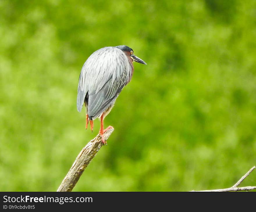 Oiseau &#x28;HÃ©ron Vert&#x29; 1129