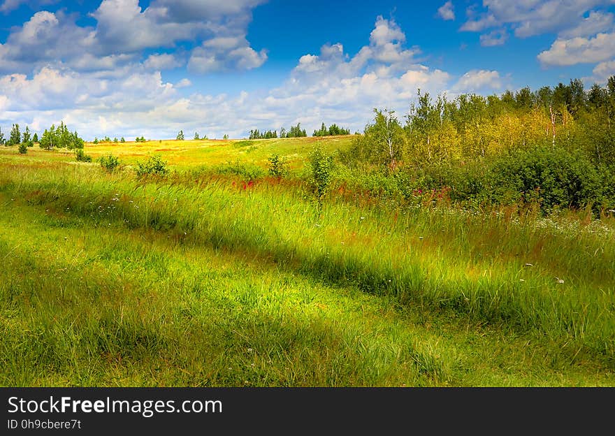 Russian meadow. Russian meadow