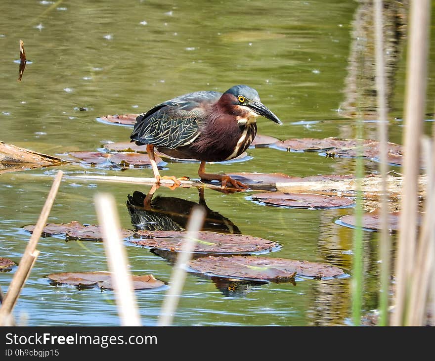 Oiseau &#x28;HÃ©ron Vert&#x29; 1107