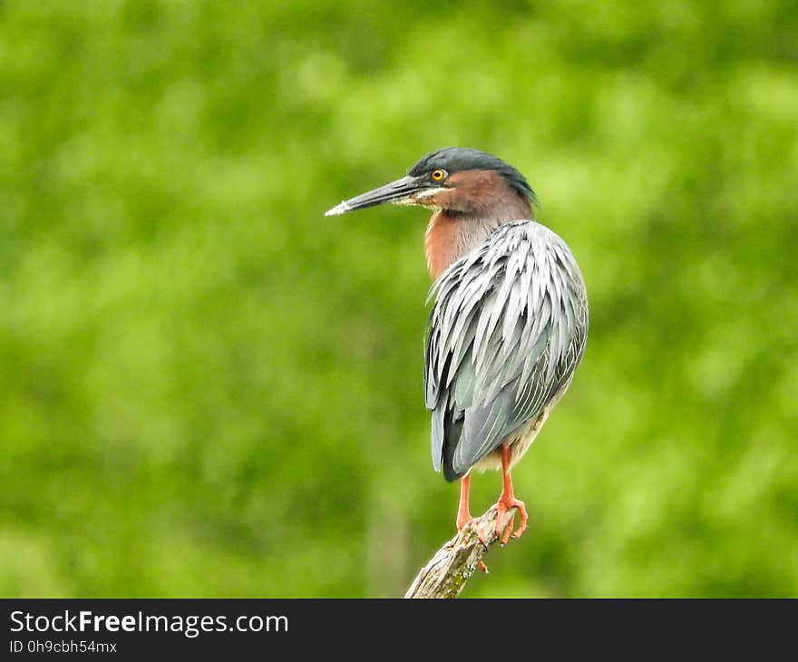 Oiseau &#x28;HÃ©ron Vert&#x29; 1133