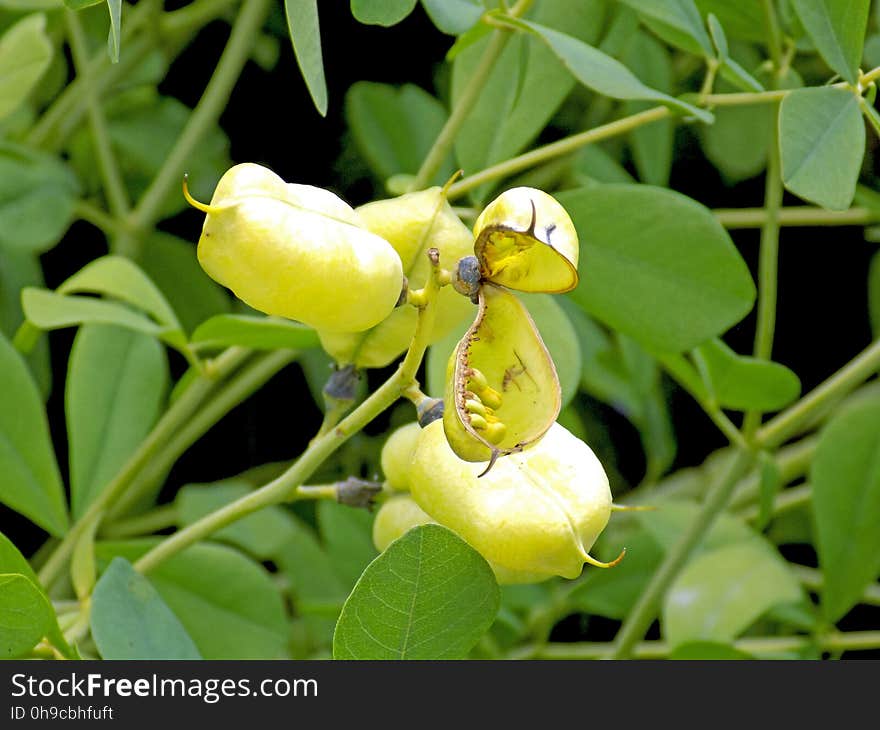 Birth of Peas