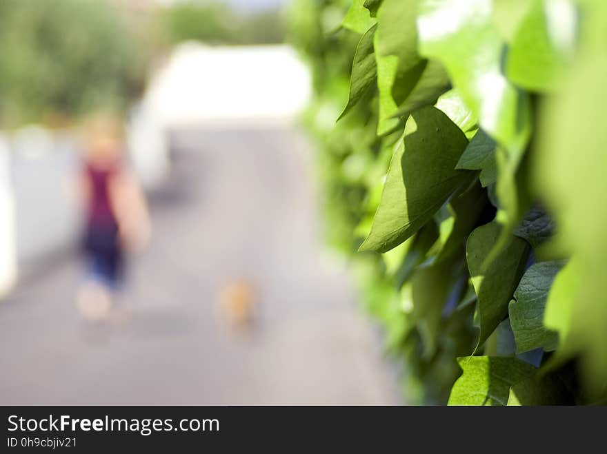 Exakta 70-210mm f4-5.6 MC Macro Sony Alpha A300 My girlfriend walking the dog, blurred - very blurred - due to extreme hedge dof!. Exakta 70-210mm f4-5.6 MC Macro Sony Alpha A300 My girlfriend walking the dog, blurred - very blurred - due to extreme hedge dof!