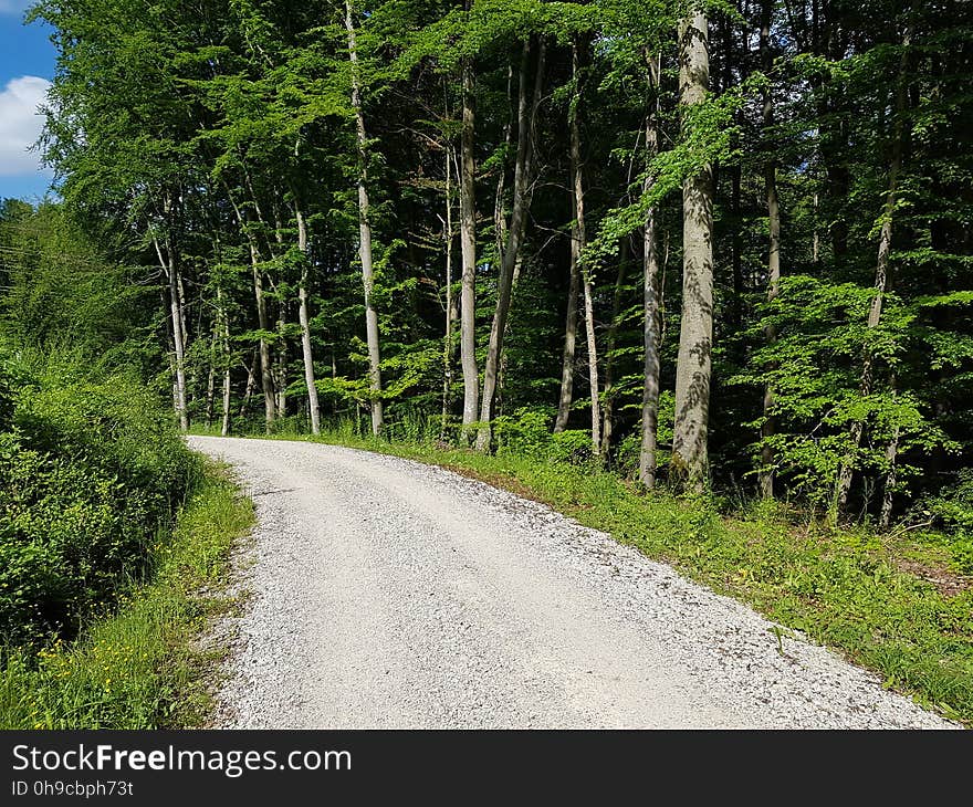 Plant, Road surface, Tree, Wood, Natural landscape, Asphalt