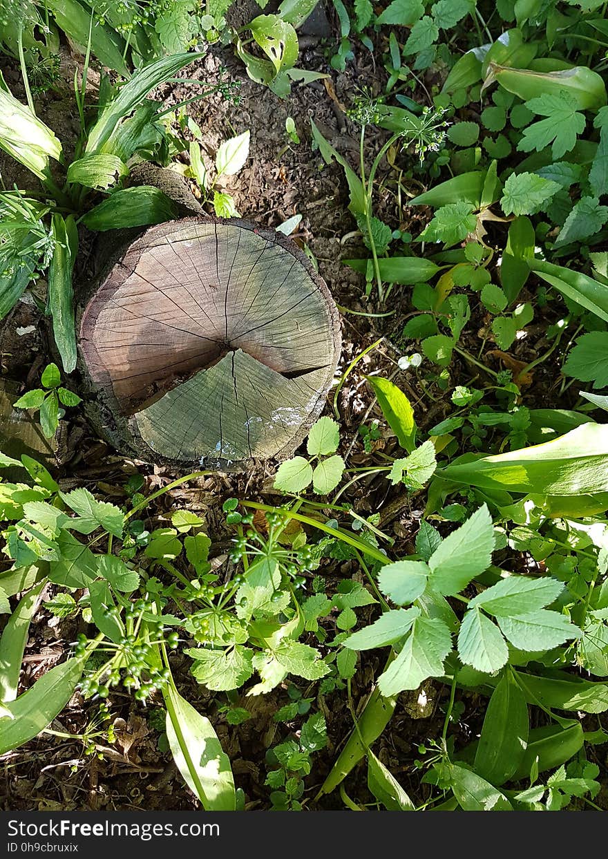 Plant, Leaf, Botany, Terrestrial plant, Grass, Groundcover