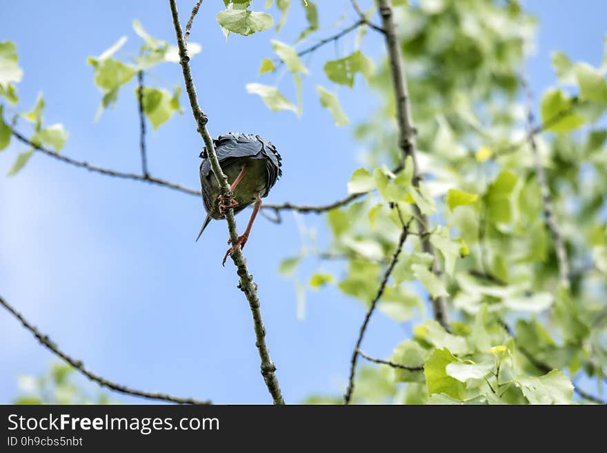 Oiseau &#x28;HÃ©ron Vert&#x29; 1119