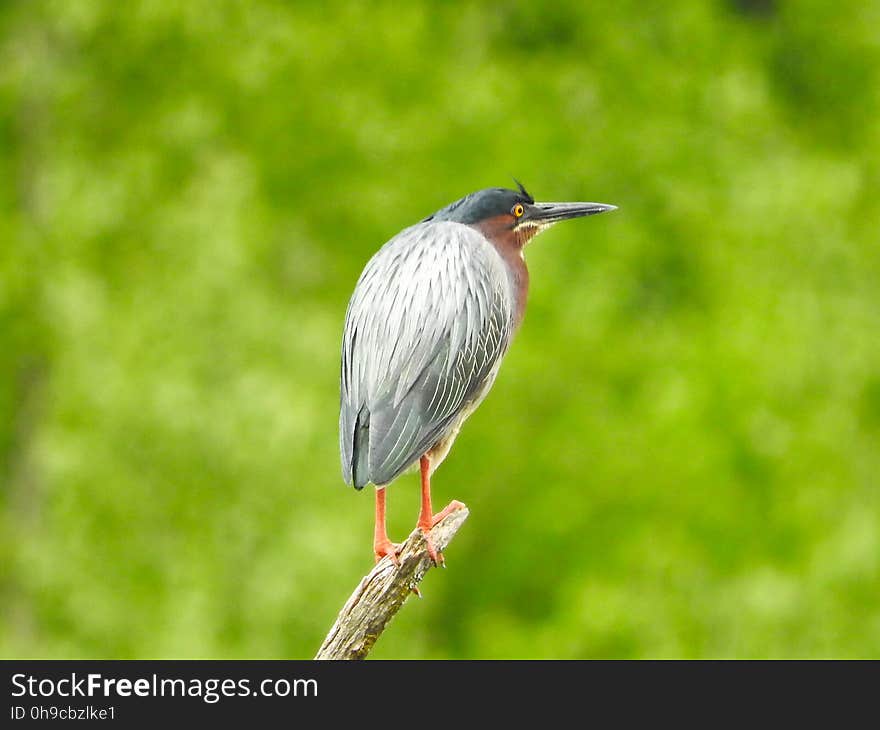 Oiseau &#x28;HÃ©ron Vert&#x29; 1131