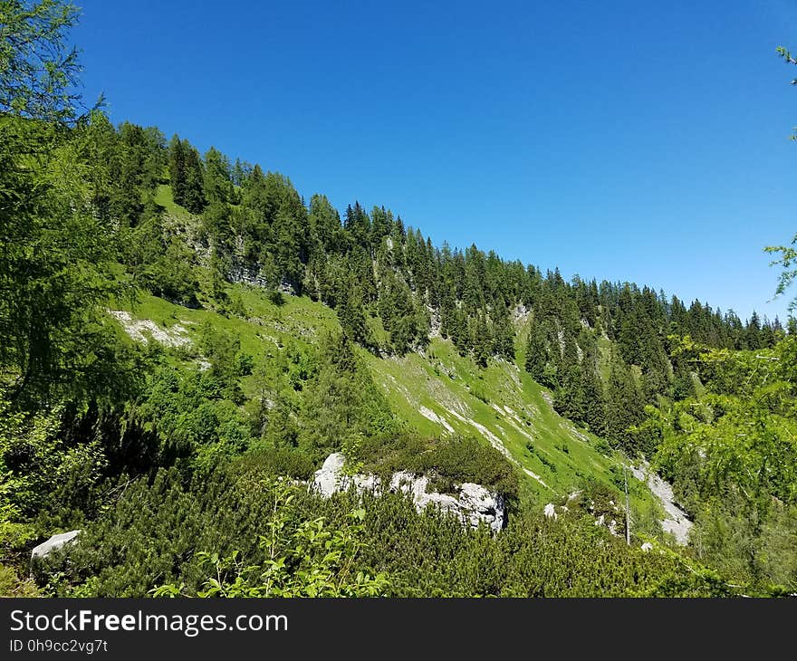 Bavarian mountainside forest