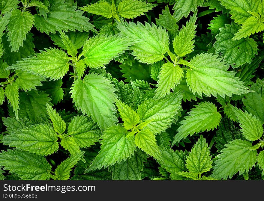 Nettle