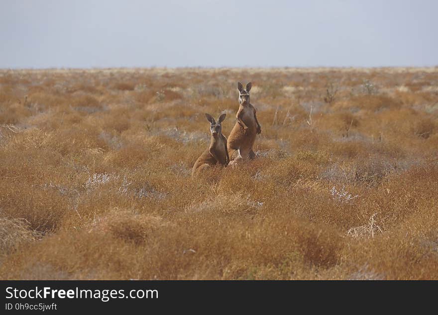 Two Kangaroos