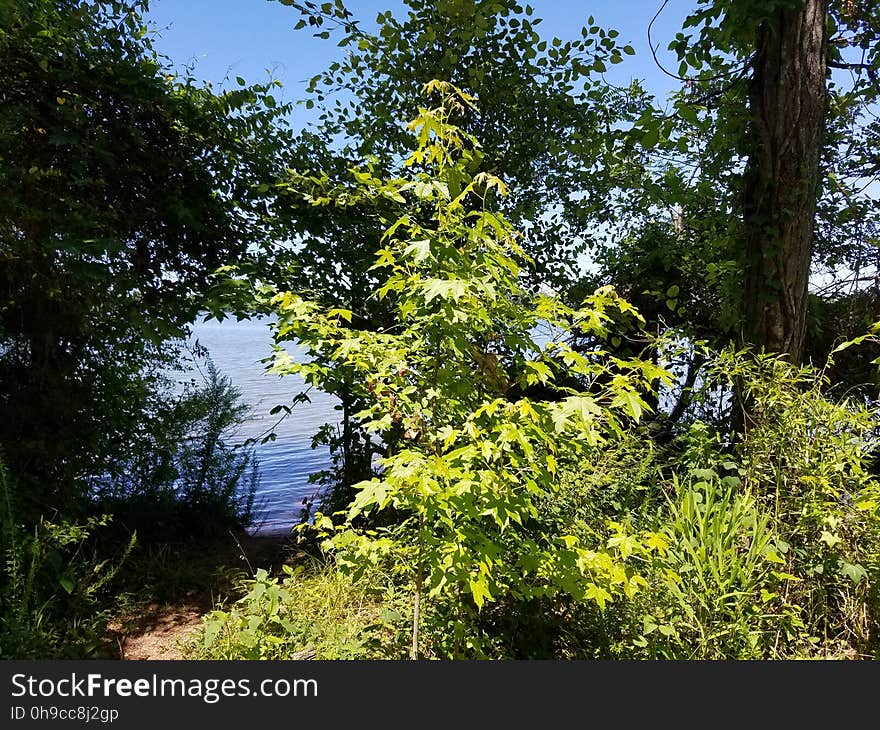 Small tree in the sunlight