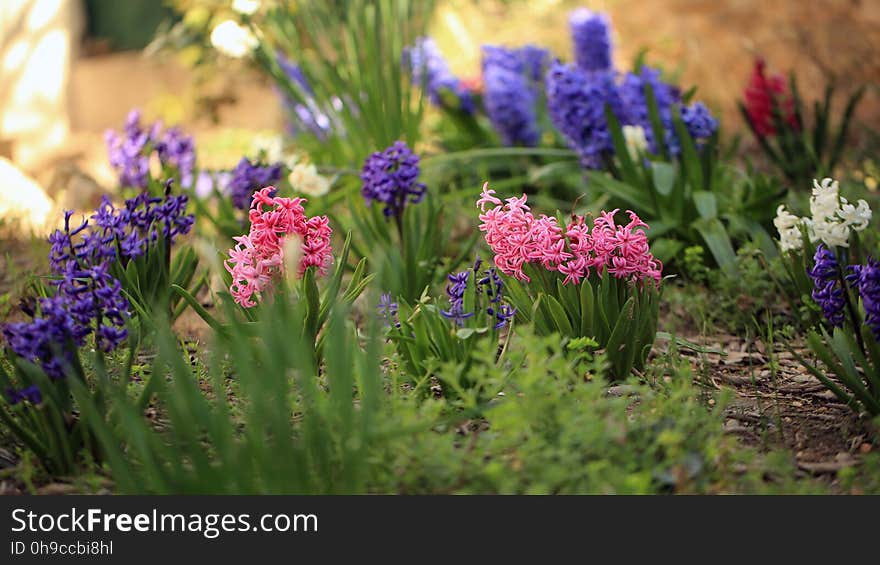 Les jacinthes de pleine terre ouvrent le feu des floraisons du printemps. Les jacinthes de pleine terre ouvrent le feu des floraisons du printemps.