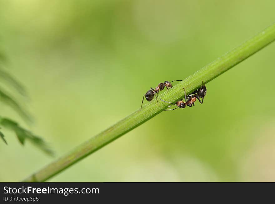 Insect macro