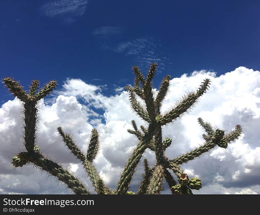 Staghorn cholla cactus. Staghorn cholla cactus