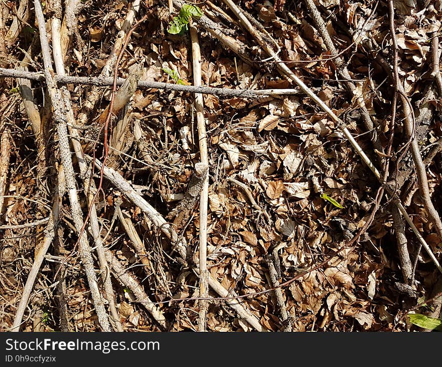 Twig, Wood, Terrestrial plant, Grass, Groundcover, Event