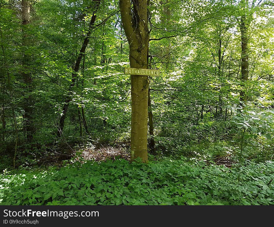 Plant, Plant community, Tree, Natural landscape, Wood, Trunk