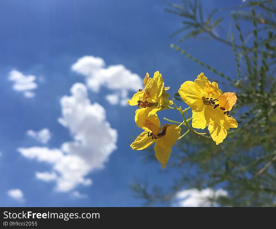 Palo Verde Flowering