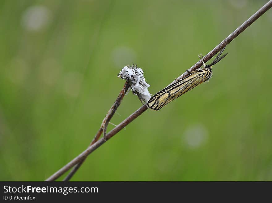 moth- butterfly