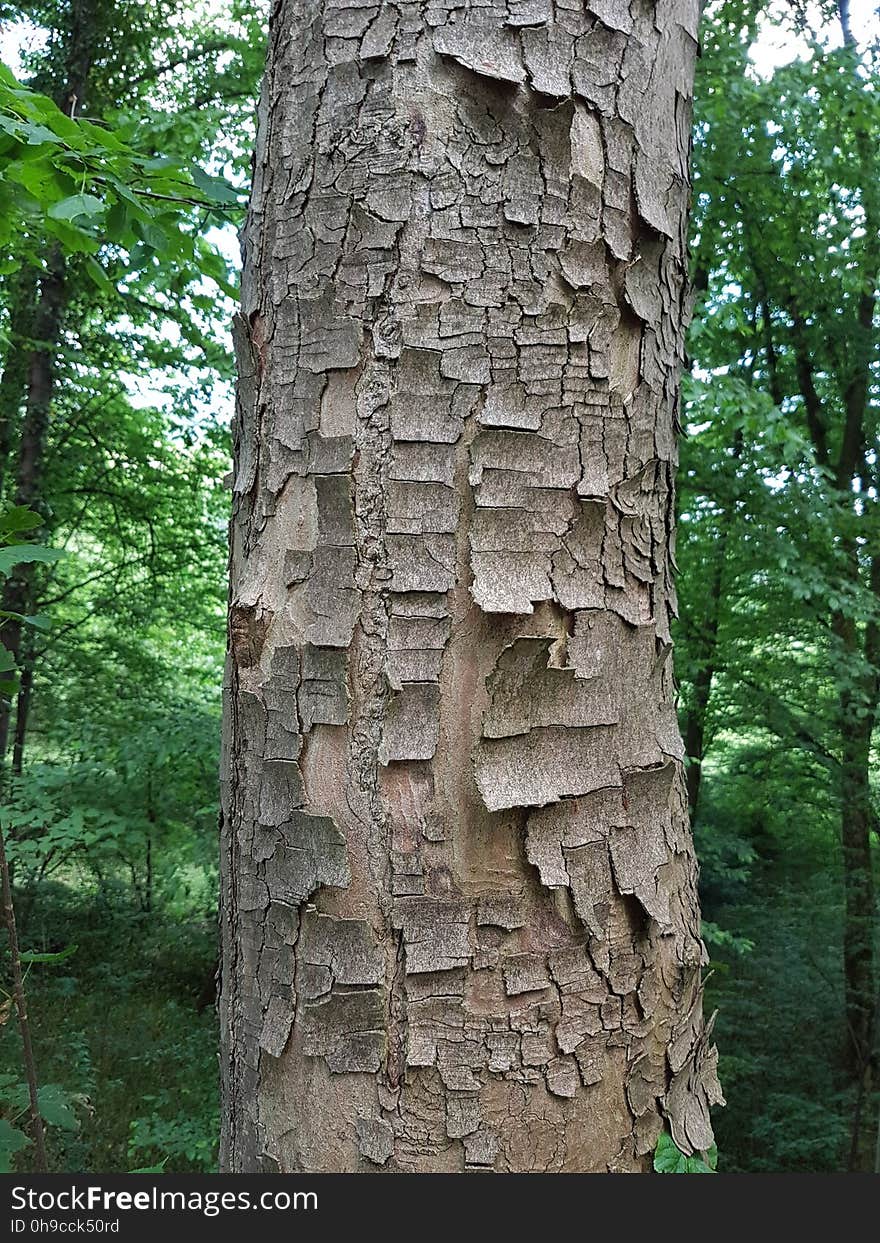 Plant, Tree, Wood, Terrestrial plant, Biome, Trunk