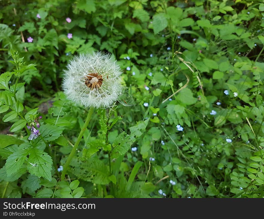 Flower, Plant, Leaf, Insect, Petal, Terrestrial plant