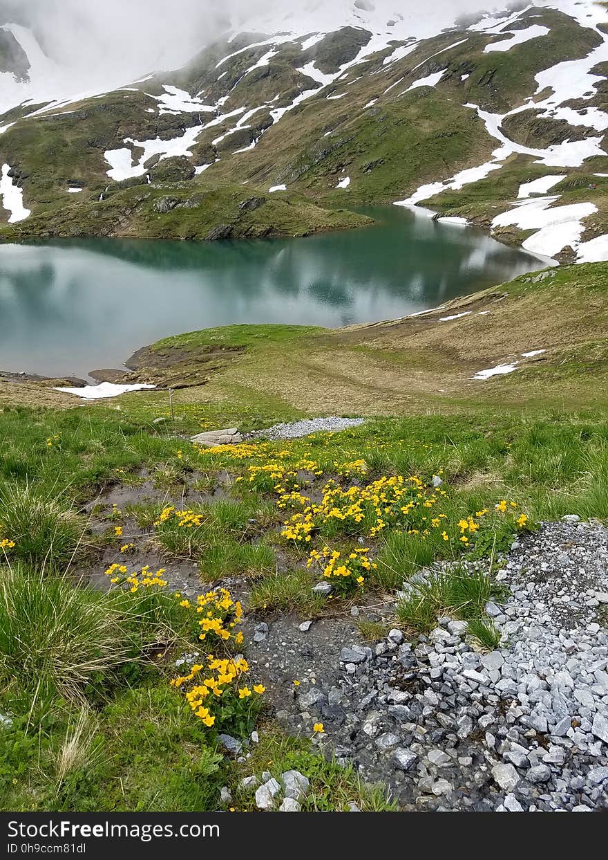 Yellow flowers in front of lake in the Swiss Alps