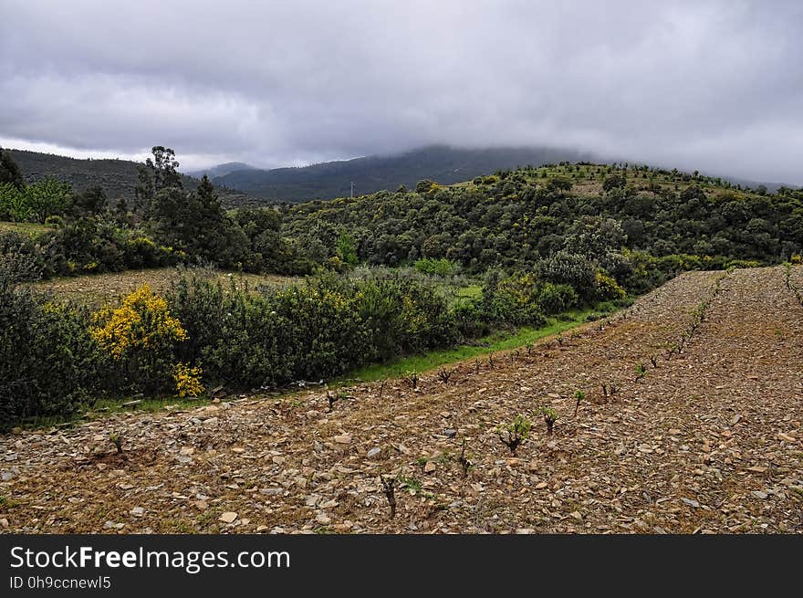 Campo de viñas