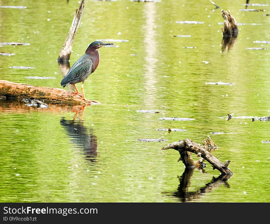 Oiseau &#x28;HÃ©ron Vert&#x29; 1103