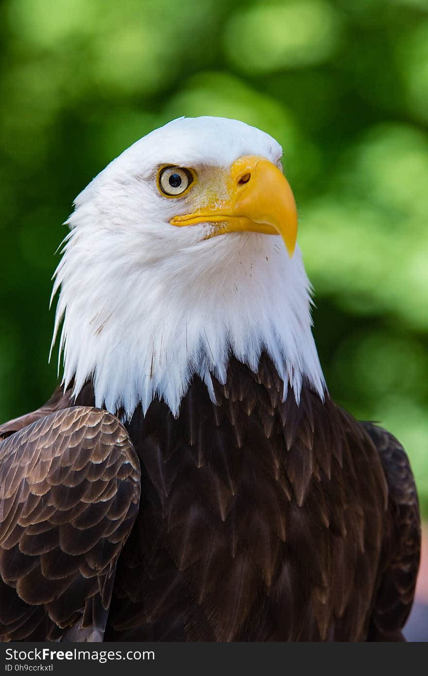 Bald eagle Max, taken at the zoo in Duisburg, Germany. Bald eagle Max, taken at the zoo in Duisburg, Germany.