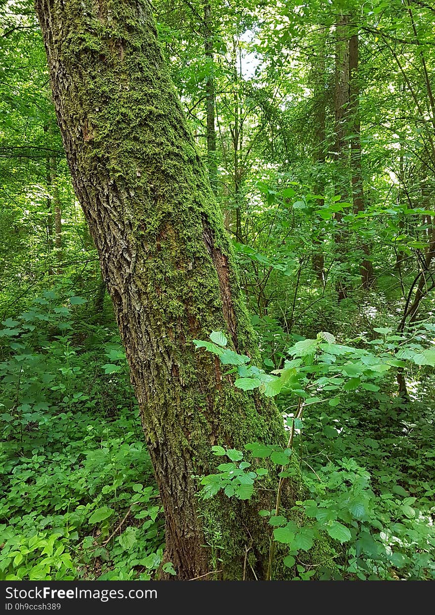 Plant, Tree, Natural landscape, Terrestrial plant, Trunk, Wood