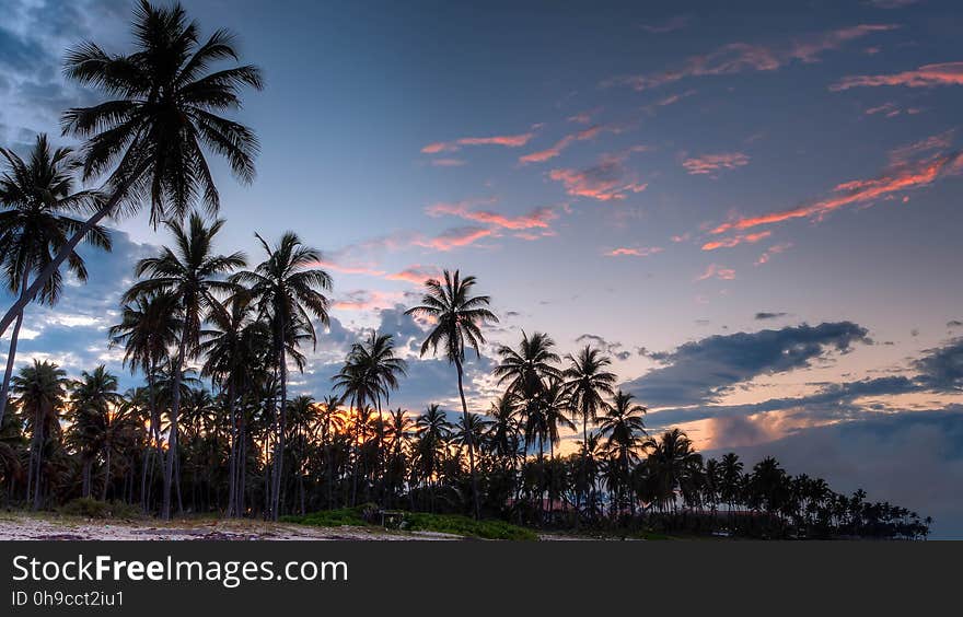 Green Coconut Trees during Daytime