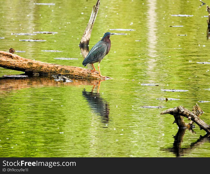 Oiseau &#x28;HÃ©ron Vert&#x29; 1104