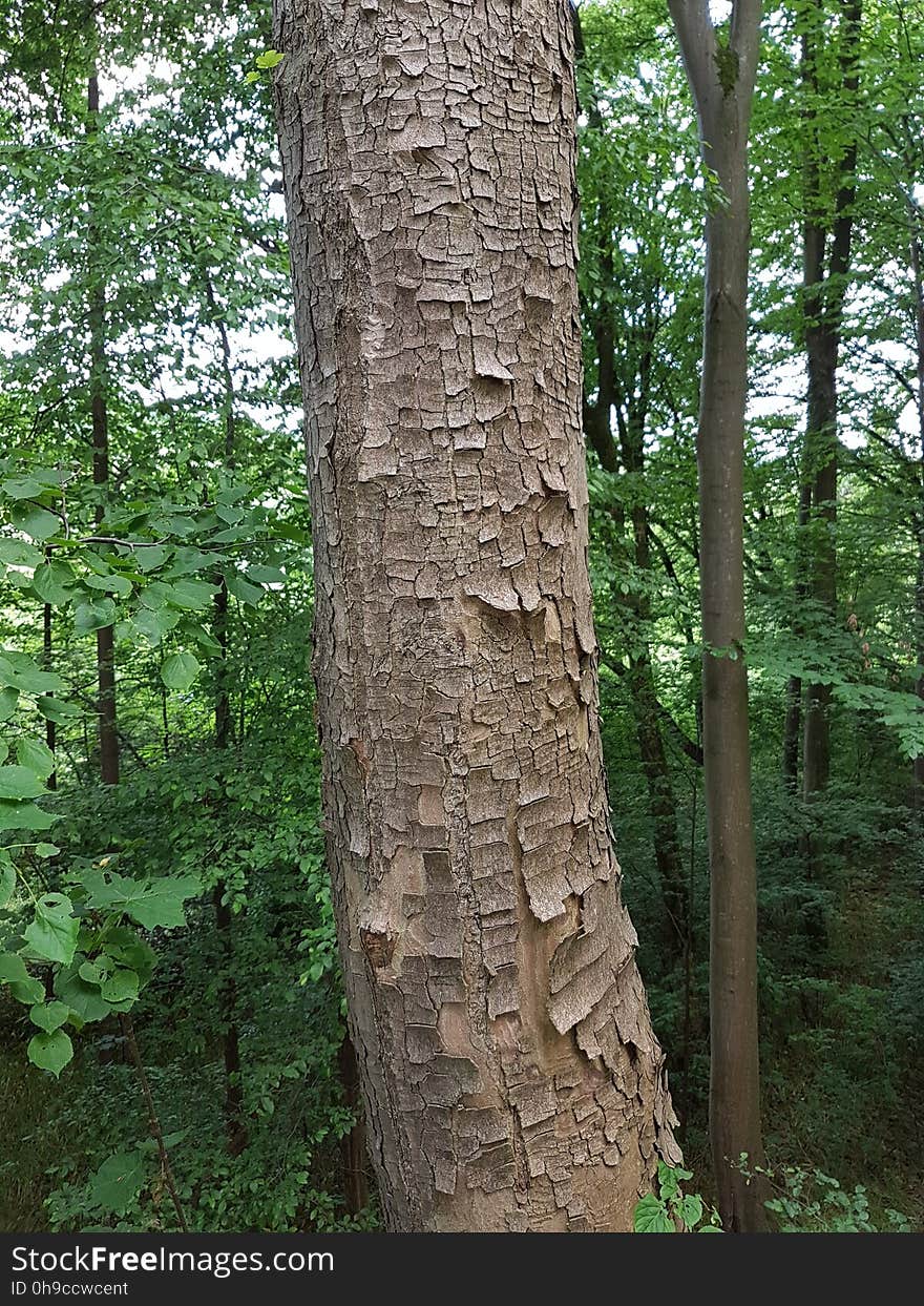 Plant, Tree, Natural landscape, Terrestrial plant, Biome, Wood