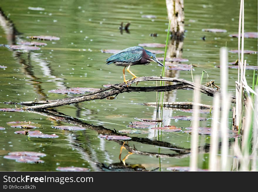 Oiseau &#x28;HÃ©ron Vert&#x29; 1097