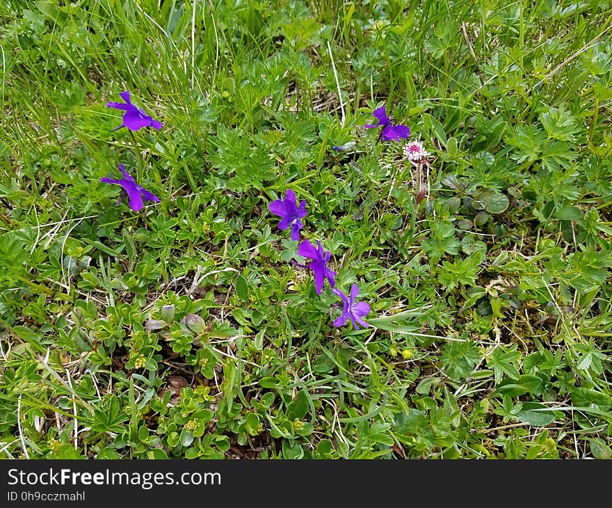 Purple flowers in the Swiss Alps