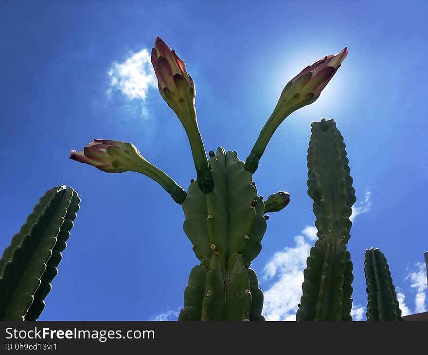 Cactus Hydra