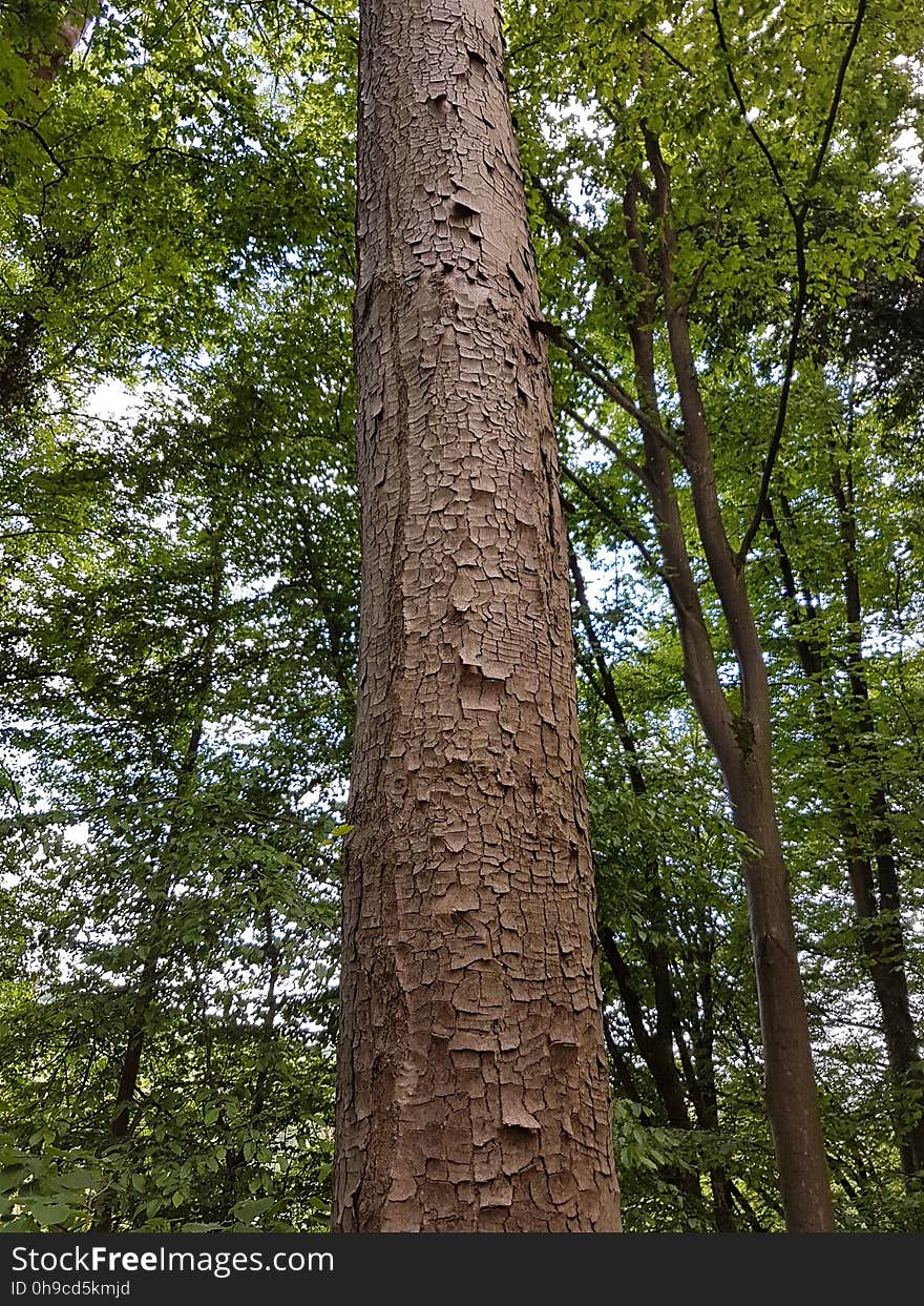 Plant, Tree, Natural landscape, Wood, Terrestrial plant, Trunk