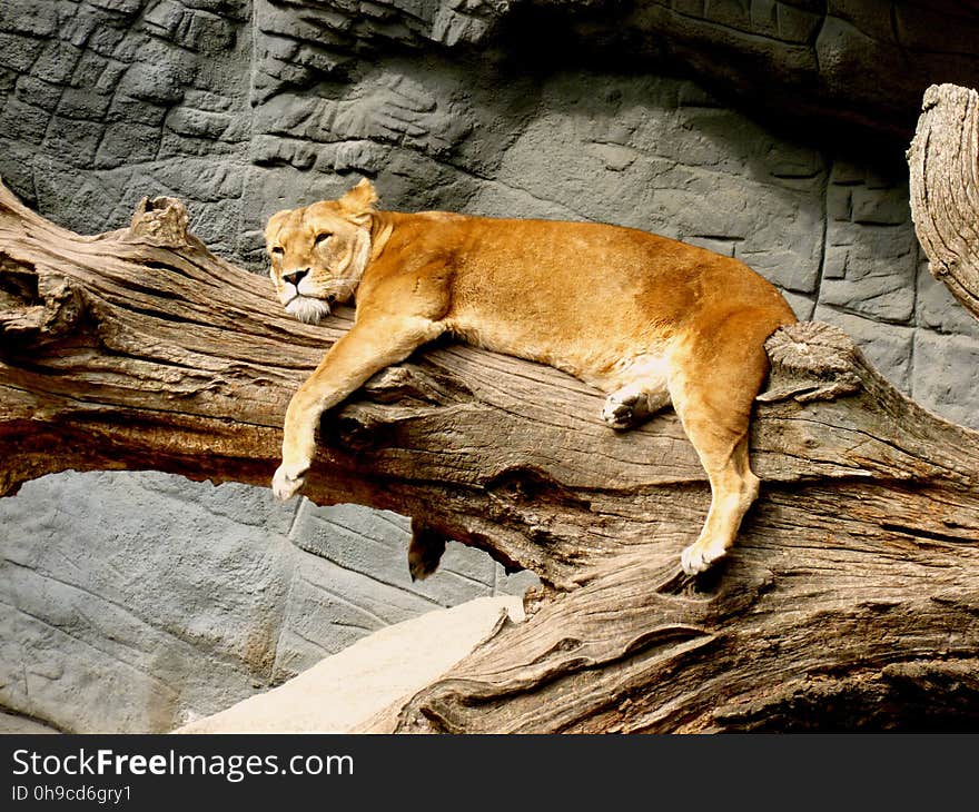 Lioness Lying on Brown Tree Trunk