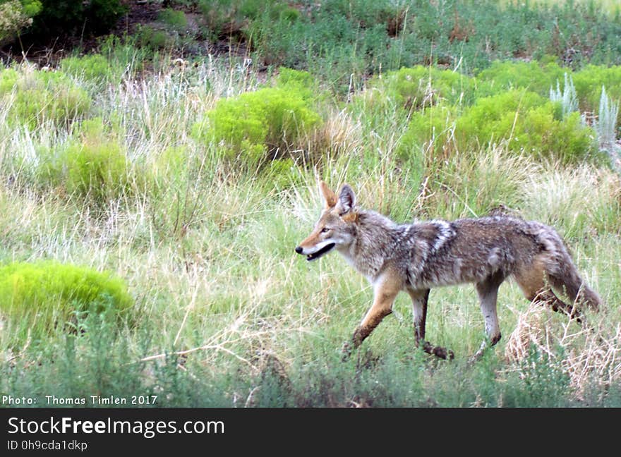 This beauty strolled behind my brother&#x27;s house while we ate breakfast on a Friday morning. Let&#x27;s keep them alive. www.predatordefense.org/coyotes.htm Related video; youtu.be/TfXPvr8Vkyk. This beauty strolled behind my brother&#x27;s house while we ate breakfast on a Friday morning. Let&#x27;s keep them alive. www.predatordefense.org/coyotes.htm Related video; youtu.be/TfXPvr8Vkyk